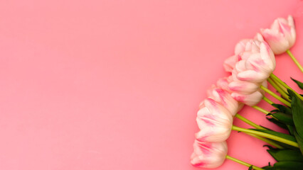A beautiful bouquet of delicate pink tulips on a pink background with space for your text