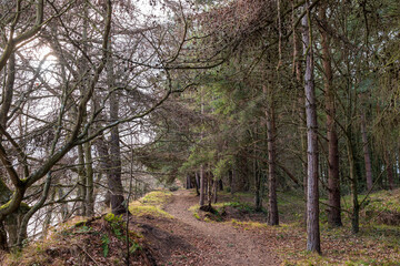 Wylam, Northumberland England: 8th Feb 2022: Pretty woodlands with pine trees near the banks of the River Tyne in northeast England