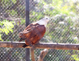 One of the eagles stands on a ledge. In the blur background