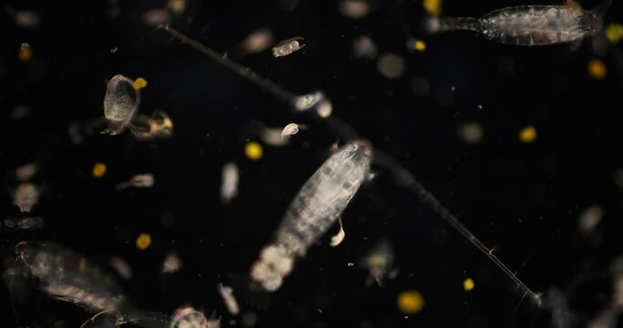 Copepod (zooplankton) in freshwater and Marine under microscope.
