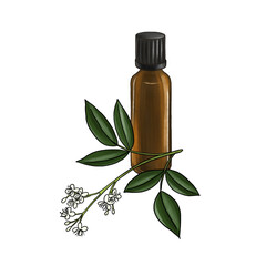 drawing amyris essential oil, glass bottle and flower, hand drawn illustration