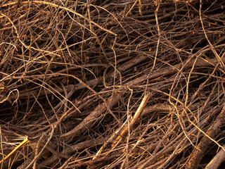 A pile of dry twigs as a background.