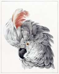 Cockatoo Bird, Paint, Art, Parrot, Draw, Download, Nature - obrazy, fototapety, plakaty