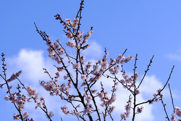 淡いピンクの梅の花と青い空