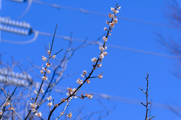 淡いピンクの梅の花と青い空