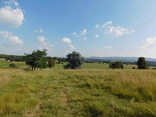 landscape with trees and blue sky