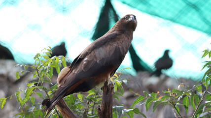 The eagle stands on a tree branch. In the dim background