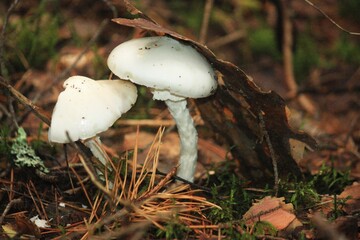 mushroom in the forest