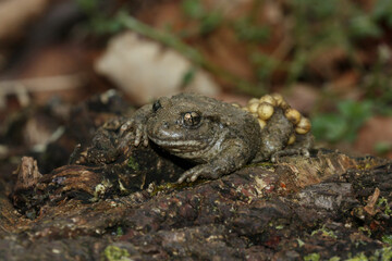 Alytes obstetricans is a species of midwife frog in the family Alytidae 