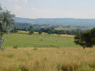 Naklejka na ściany i meble landscape with cows in the field