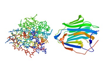 Human sex hormone-binding globulin (SHBP). Crystal structure and molecular model. Rendering based on protein data bank entry 1kdm. Rainbow coloring from N to C. 3d illustration