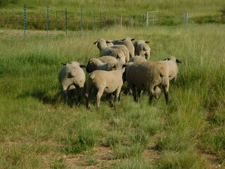 Closeup rear view of a herd of Hampshire ram sheep walking on a short cut grass pathway surrounded by high grass fields, on a hot sunny day in Gauteng, South Africa