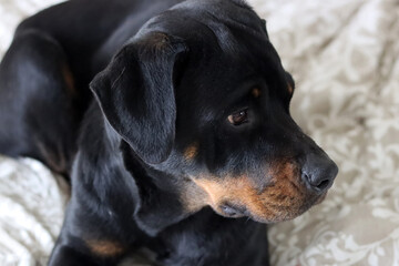 Close up photo of cute black Rottweiler dog on a bed. Dog looking at camera.  