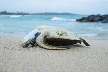 Big dead turtle on the tropical beach, ocean pollution problem