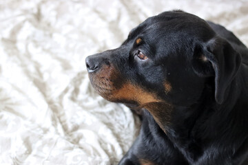 Obraz premium Close up photo of cute black Rottweiler dog on a bed. Dog looking at camera. 