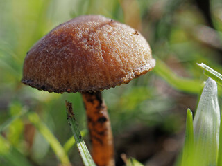 A small brown mushroom  growing in the grass in the parkland of Cannon Hall in Bansley, South Yorkshire.