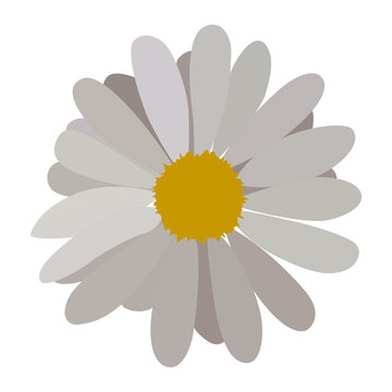 daisy flower, white petals, yellow center clip art preview
