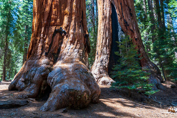 Obraz premium tree trunk