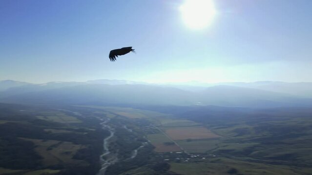 a big bird flies over the mountains