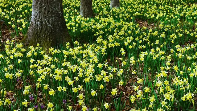 Field of daffodils (Narcissus pseudonarcissus) in a forest in the Gorbeia Natural Park. Alava, Basque Country, Spain, Europe