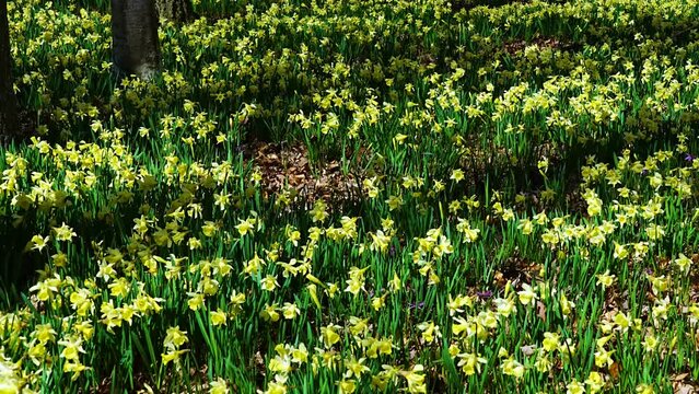 Field of daffodils (Narcissus pseudonarcissus) in a forest in the Gorbeia Natural Park. Alava, Basque Country, Spain, Europe