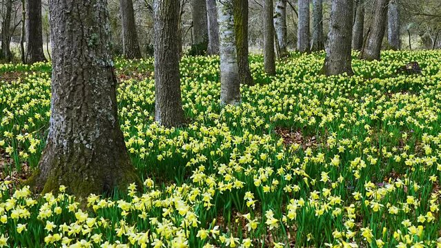 Field of daffodils (Narcissus pseudonarcissus) in a forest in the Gorbeia Natural Park. Alava, Basque Country, Spain, Europe