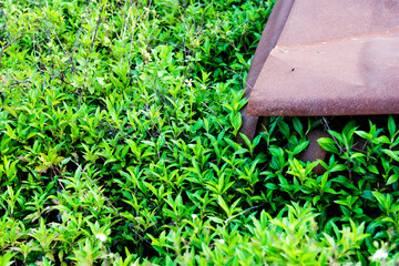 Old rusty abandoned car in overgrown grass