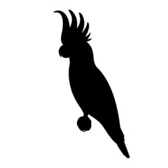Silhouette of a cockatoo parrot © zhenyakot