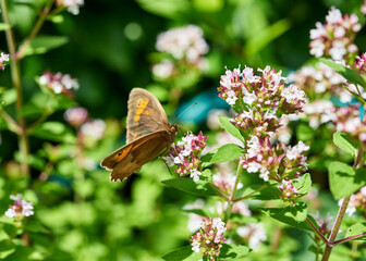 A Meadow Brown butterfly feeding on a bright summer’s day.