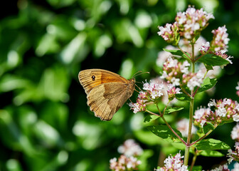 A Meadow Brown butterfly feeding on a bright summer’s day.