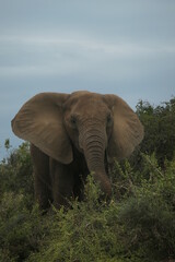 Fototapeta na wymiar Elefant