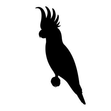 recommend clip art: Silhouette of a cockatoo parrot