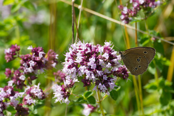 Ringlet (Aphantopus hyperantus) butterfly sitting on a pink flower in Zurich, Switzerland