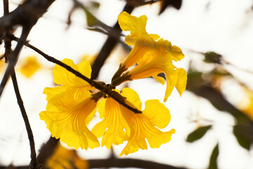 Beautiful yellow flower, Silver trumpet tree(tree of gold, Paraguayan silver trumpet tree, Tabebuia...