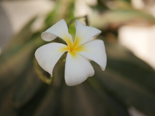 Fototapeta premium plants and flowers in a shiny day
