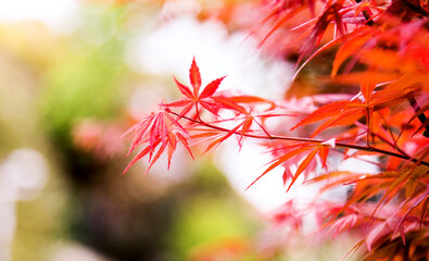 Red maple leaves in autumn