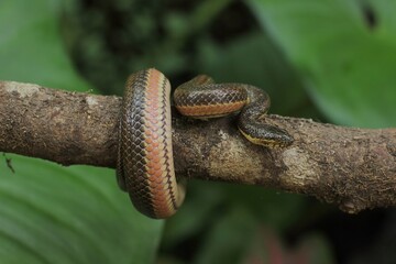 The rainbow water snake (Enhydris enhydris) is a species of mildly venomous, rear-fanged, endemic to Asia.
