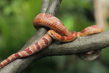 The corn snake (Pantherophis guttatus) is a North American species of rat snake