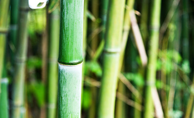 Obraz premium Green bamboo forest for background