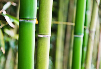 Green bamboo forest for background