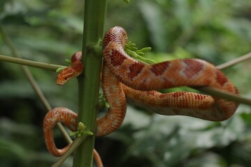 The corn snake (Pantherophis guttatus) is a North American species of rat snake