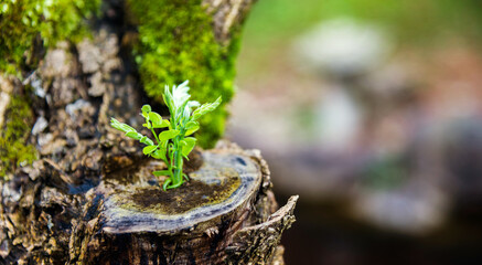 Young plant growing on dead stump
