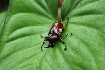 The Asiatic rhinoceros beetle, coconut rhinoceros beetle or coconut palm rhinoceros beetle,
