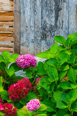 Hydrangeas flowers in Auvillar. France.