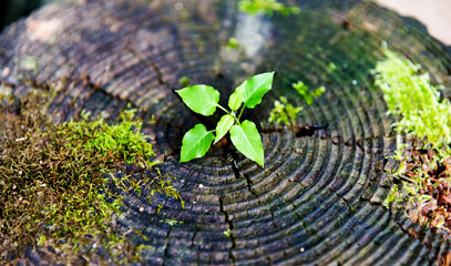Young plant growing on dead stump
