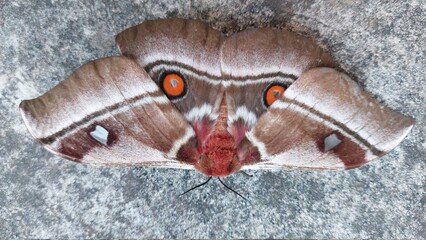 Moth with two orange and white spots