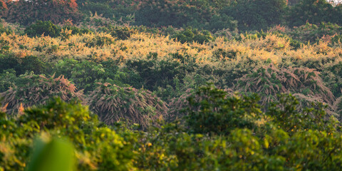 Mango flower blooming in tropical fruit garden, nature field of organic food plant, agriculture of Mango tree from Thailand