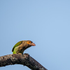 bird on a branch