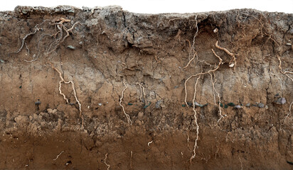 Soil section with rocks and tree roots. Background underground - obrazy, fototapety, plakaty