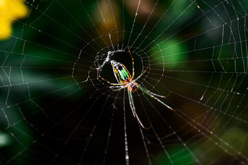 spider on web